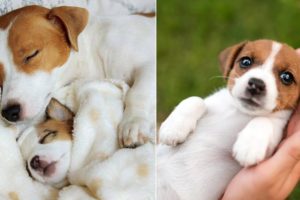 Funniest & Cutest Jack Russell Puppies - Funny Jack Russell Terrier Puppy Videos