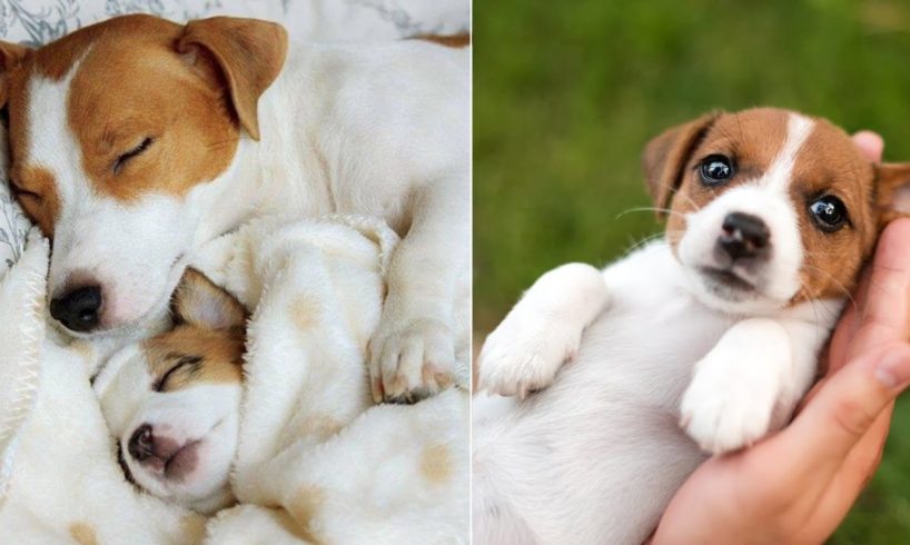 Funniest & Cutest Jack Russell Puppies - Funny Jack Russell Terrier Puppy Videos