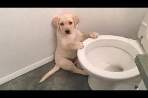 Funniest & Cutest Labrador Puppies #1 - Funny Puppy Videos 2021