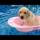 Funniest & Cutest Labrador Puppies #3 - Funny Puppy Videos 2020