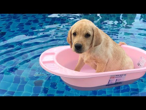 Funniest & Cutest Labrador Puppies #3 - Funny Puppy Videos 2020
