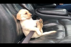 Funniest & Cutest Labrador Puppies - Funny Puppy Videos 2020