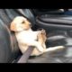 Funniest & Cutest Labrador Puppies - Funny Puppy Videos 2020