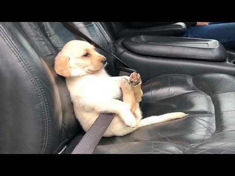 Funniest & Cutest Labrador Puppies - Funny Puppy Videos 2020