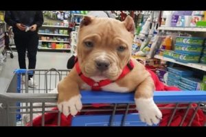 Funniest & Cutest Pitbull Puppies #2 - Funny Puppy Videos 2020