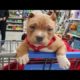 Funniest & Cutest Pitbull Puppies #2 - Funny Puppy Videos 2020