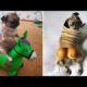 Funniest and Cutest Pug Dog Videos Compilation 2020 #1