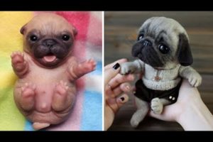 Funniest and Cutest Pug Dog Videos Compilation 2020 #3