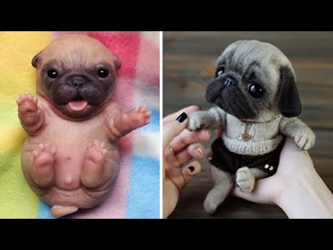 Funniest and Cutest Pug Dog Videos Compilation 2020 #3