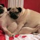 Funniest and Cutest Pug Dog Videos Compilation 2020 - Cutest Puppy #9