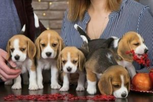 Funny And Cute Beagle Puppies Compilation #3 - Cutest Beagle Puppy