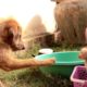 Funny Animals, Baby Jason Adored Lip Smacking When Brother Dog Happy Playing With Him