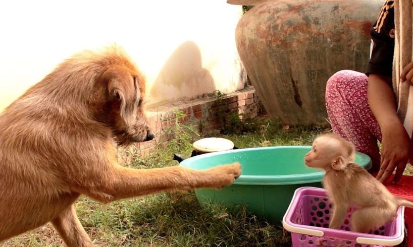 Funny Animals, Baby Jason Adored Lip Smacking When Brother Dog Happy Playing With Him