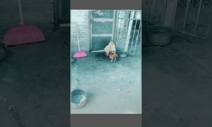 Funny Animals Fights: Dog vs Chicken part2 #Shorts