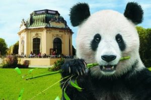 Funny Animals-Panda loves to play ???#zooanimals #animalsforkids #zooschönbrunn