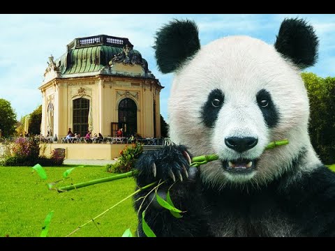 Funny Animals-Panda loves to play ???#zooanimals #animalsforkids #zooschönbrunn