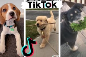 Funny DOGS of TikTok ~ Cute Puppies ~ Best Doggos of TIK TOK Compilation!