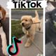 Funny DOGS of TikTok ~ Cute Puppies ~ Best Doggos of TIK TOK Compilation!