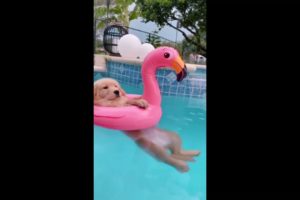 Funny Dogs Love Swimming | Funny Puppy Videos 2021 | Funniest & Cutest Puppies