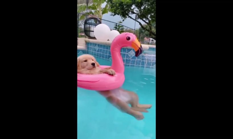 Funny Dogs Love Swimming | Funny Puppy Videos 2021 | Funniest & Cutest Puppies