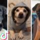 Funny Dogs of TIK TOK Compilation ~ Cutest Puppies ❤️