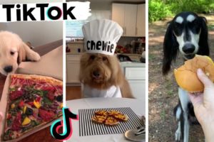 Funny Dogs of TikTok Compilation ~ Cutest Puppies TIK TOK
