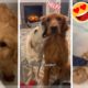 Funny Dogs of TikTok ~ Cutest Puppies Compilation