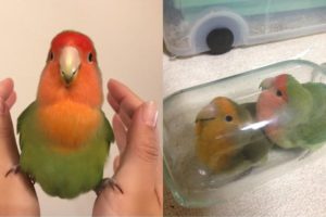 Funny Parrots Videos Compilation cute moment of the animals - Cutest Parrots #5 - Compilation 2020