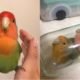Funny Parrots Videos Compilation cute moment of the animals - Cutest Parrots #5 - Compilation 2020