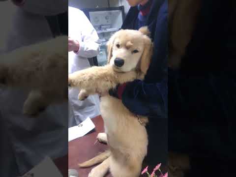 Funny Puppy Videos  Cute Puppies Newborn Puppies , Hunabi Dogs #Short