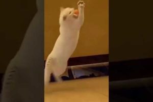 Funny & cute cat plays with the ball [Funny & cute animals] #shorts