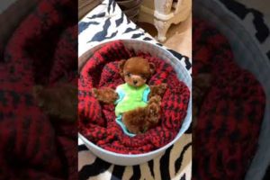 Funny and Cute Pomeranian #283 Cutest puppies 2021