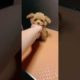 Funny and Cute Pomeranian #296 Cutest puppies 2021
