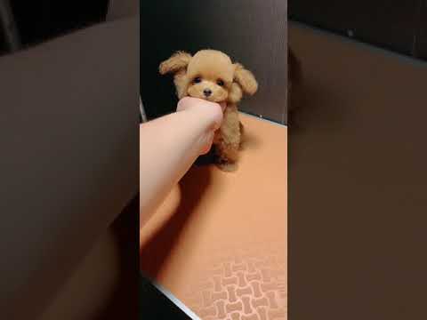 Funny and Cute Pomeranian #296 Cutest puppies 2021