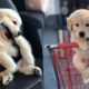Funny and Cute golden retriever Puppies Compilation #1- Cutest Golden Puppy 2020
