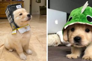 Funny and Cute golden retriever Puppies Compilation #2- Cutest Golden Puppy 2020