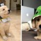 Funny and Cute golden retriever Puppies Compilation #2- Cutest Golden Puppy 2020