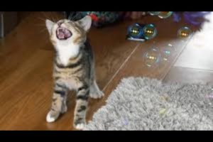 Funny cats and Kittens Playing with Bubbles | Funny cats videos | Animals one