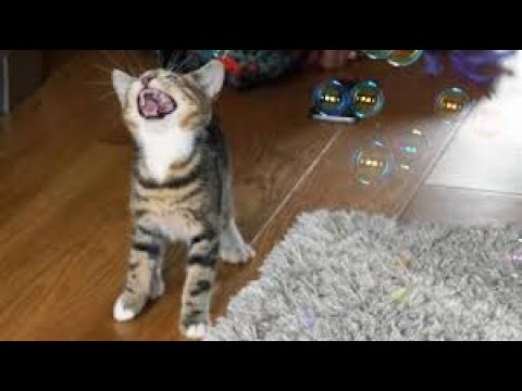Funny cats and Kittens Playing with Bubbles | Funny cats videos | Animals one