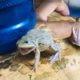 Funny frog/ funny animals funny bullfrog sounds cute frog just for laughs