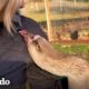 Ganso bebé encuentra a la mamá perfecta para ayudarla a pararse | Pequeño y Valiente | El Dodo