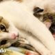 Gata embarazada tiene más gatitos de lo que se esperaba | ¡Adóptame! | El Dodo