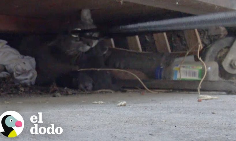 Gatita agresiva no deja que nadie se acerque a sus gatitos | El Dodo