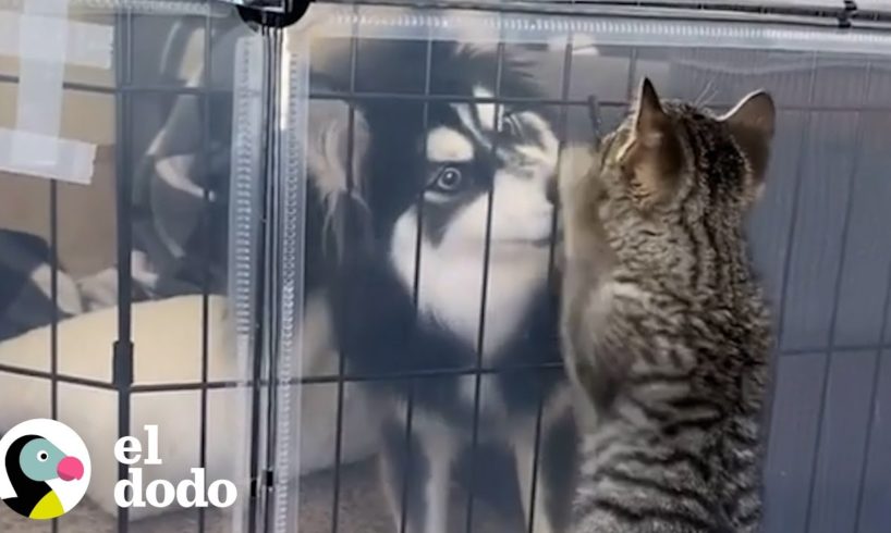 Gatita persigue a su hermana perro hasta que ella comienza a quererla | El Dodo