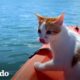 Gatita rescatada adora a su hermana perro y la playa | El Dodo