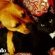 Gatita se convierte en la líder de su manada de perros | El Dodo