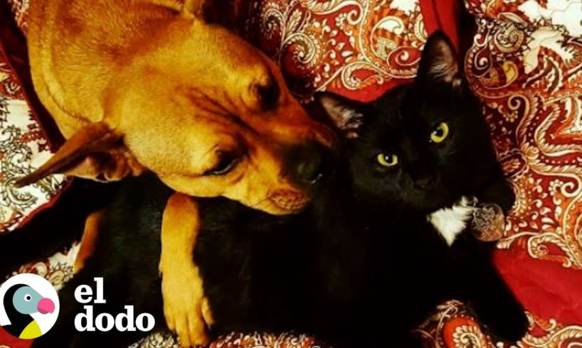 Gatita se convierte en la líder de su manada de perros | El Dodo