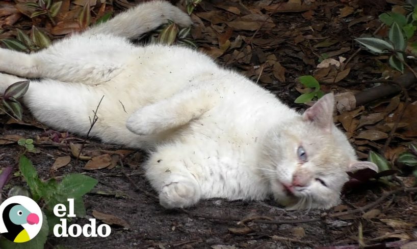 Gatito cambia las calles por viajes alrededor del mundo | El Dodo