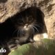 Gatitos encontrados en una roca son los peludos más lindos I El Dodo