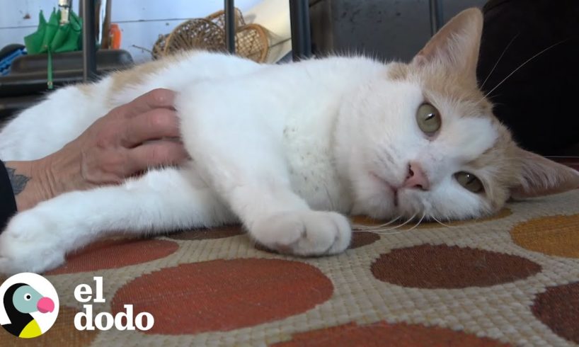 Gato abandonado por su familia es adoptado con su mejor amigo I El Dodo